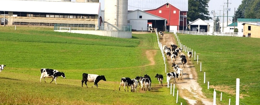 Entenda a Alimentação das Vacas Leiteiras Para Lucrar Mais