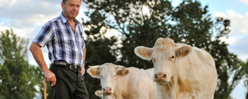 A Importância Da Pecuária Na Sua Alimentação