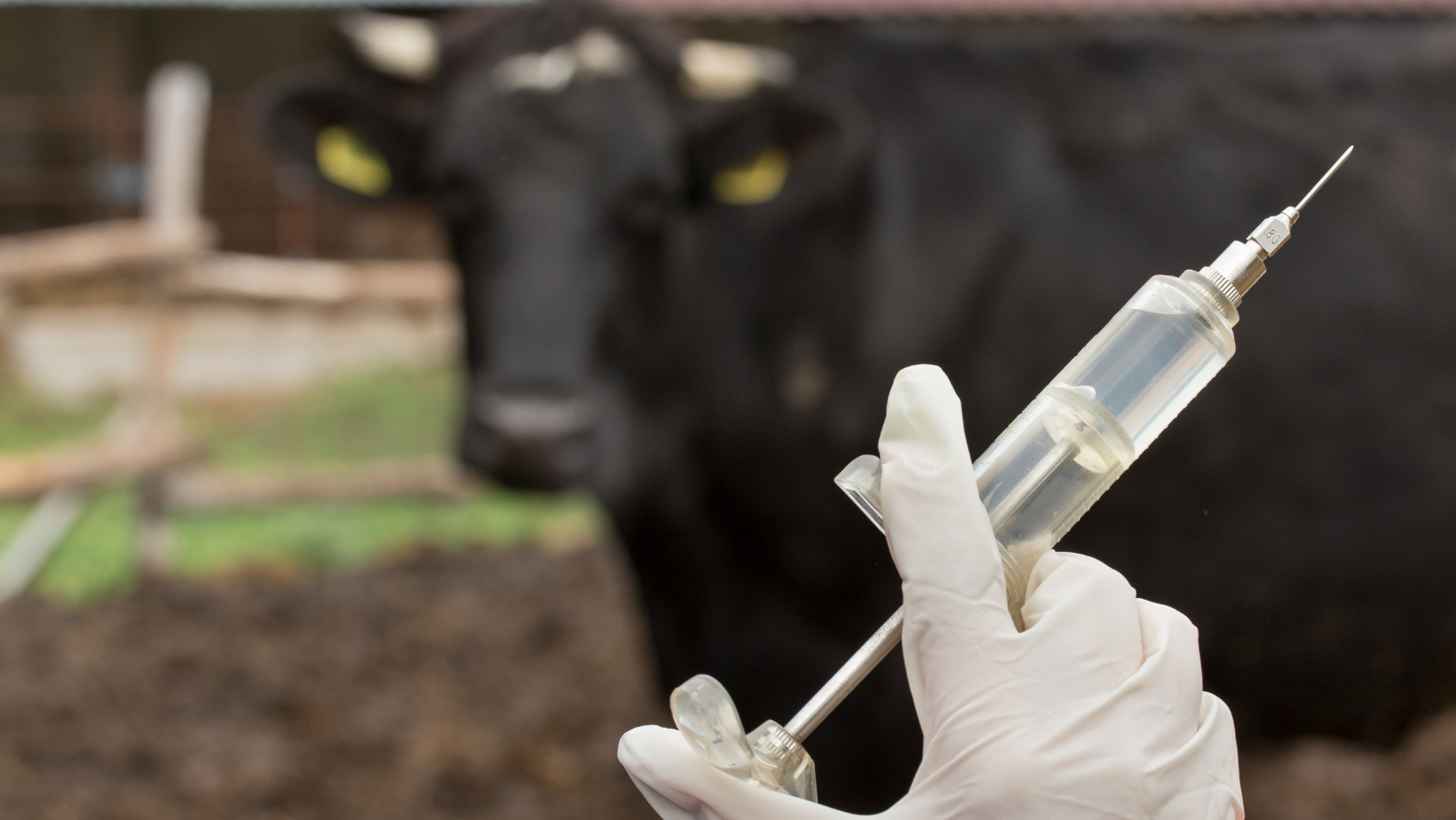Farmácia no curral: medicamentos que toda fazenda deve ter