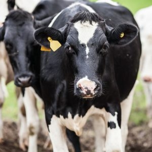 A Pecuária Leiteira No Brasil: Aprimoramento Necessário