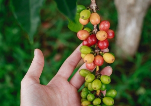 A agricultura no Brasil na Fertili