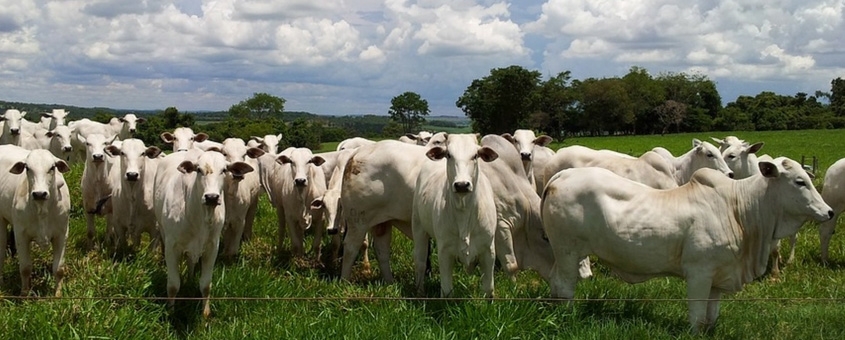 Raça Nelore na pecuária de corte