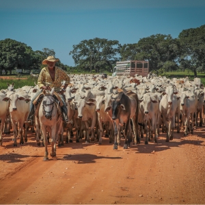 cavalo de trabalho tocando gado