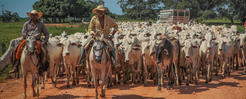 Cavalo de gado