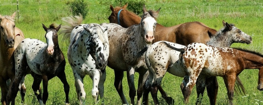 Agronegócio de equinos no Brasil