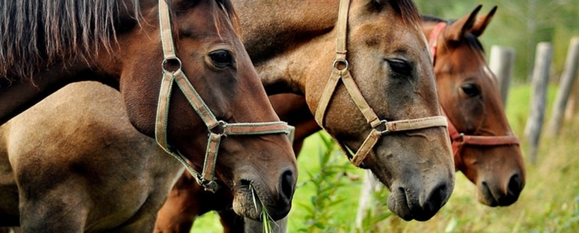 mercado dos cavalos