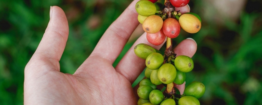 Agricultura do cafe no Brasil