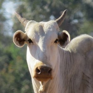 Bovino da raça Nelore