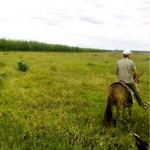 modernização da pecuária do Brasil através do gerenciamento de terra