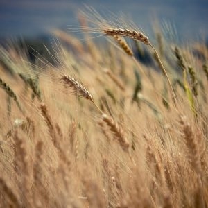 gerenciamento da terra para melhorar o pasto
