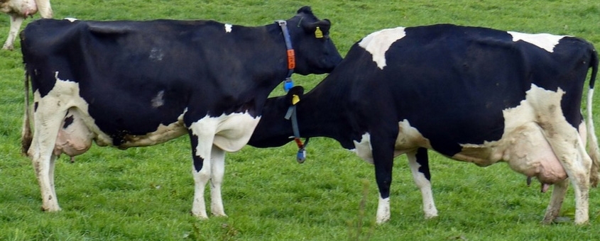 vacas leiteiras do Brasil