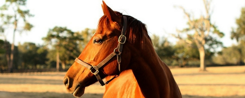 equinos da raça mangalarga marchador