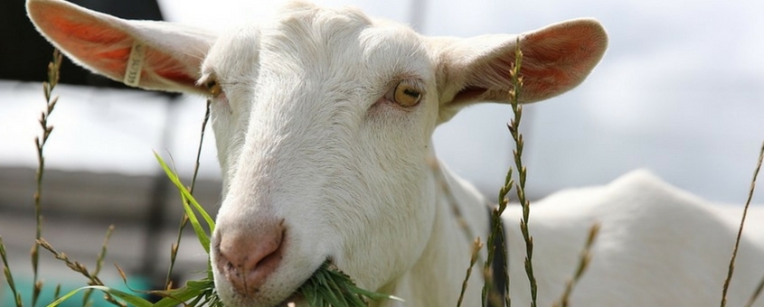 criar cabras no Brasil